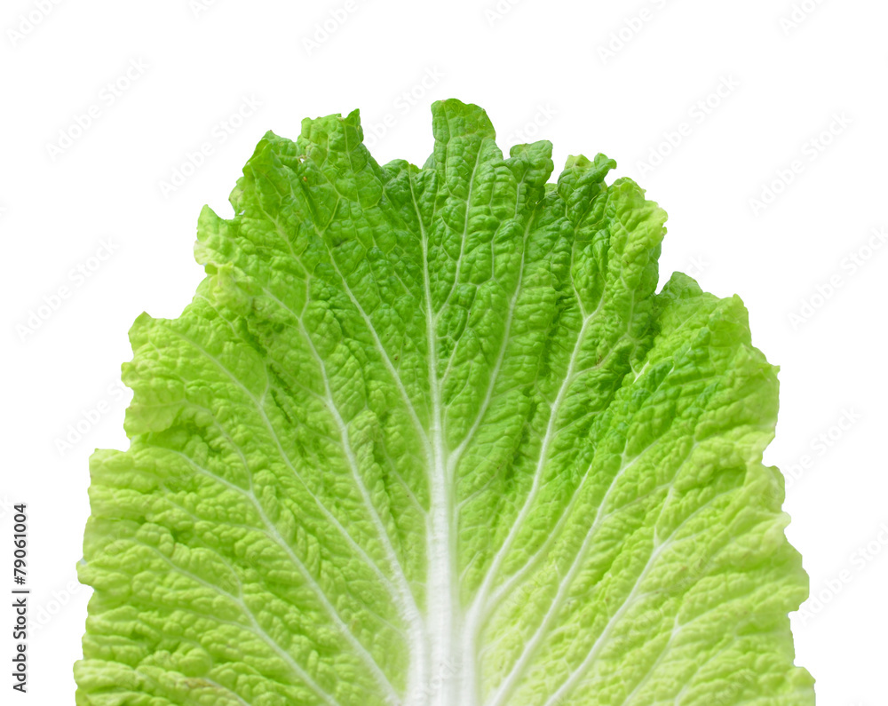 chinese cabbage Isolated on a white background chinese cabbage Isolated on a white background