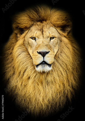 Portrait of huge beautiful male African lion against black backg © irishmaster
