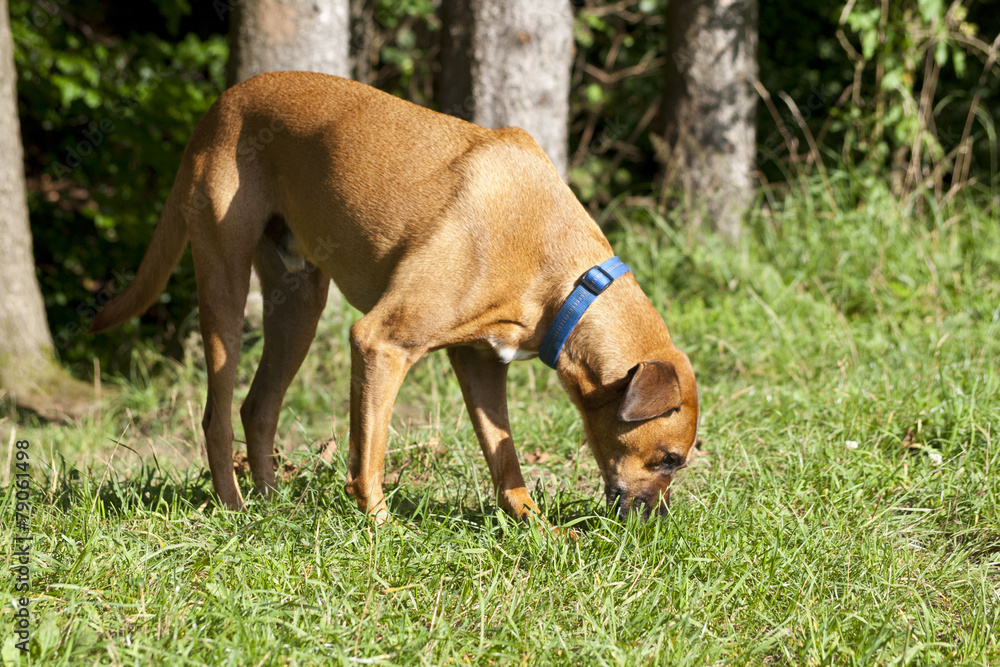 Hund schnuppert im Gras