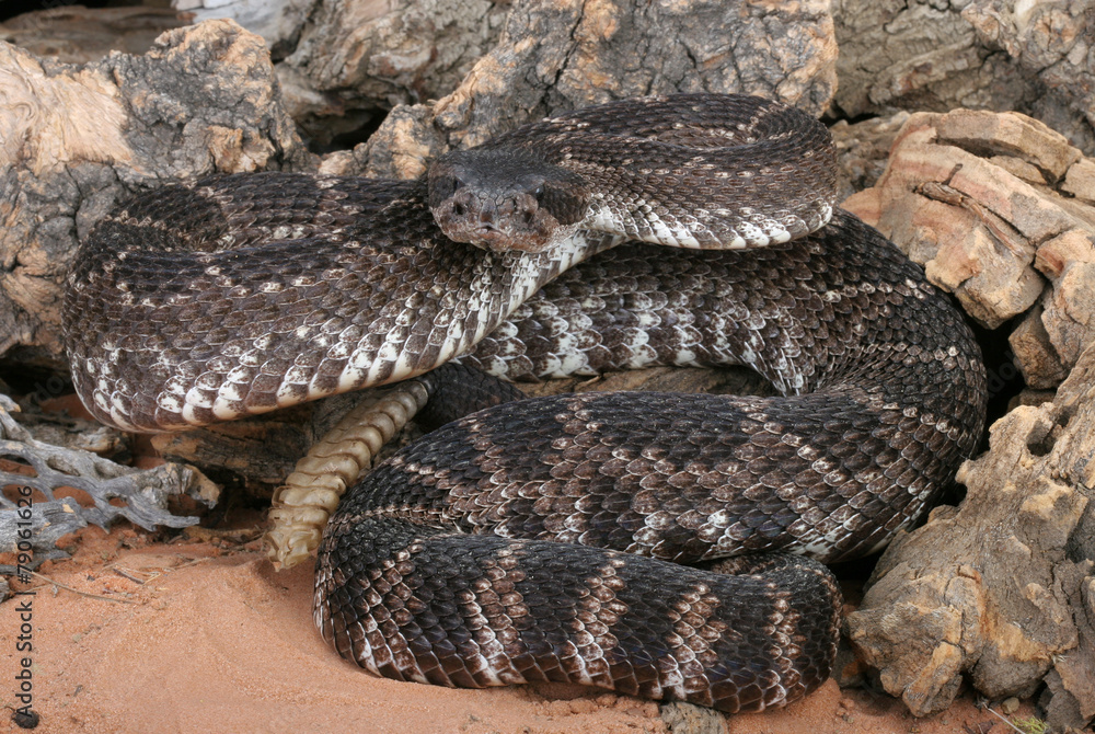 Southern Pacific Rattlesnake (Crotalus viridis helleri). Southern Pacific Rattlesnake (Crotalus viridis helleri).