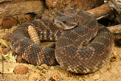 Southern Pacific Rattlesnake (Crotalus viridis helleri).