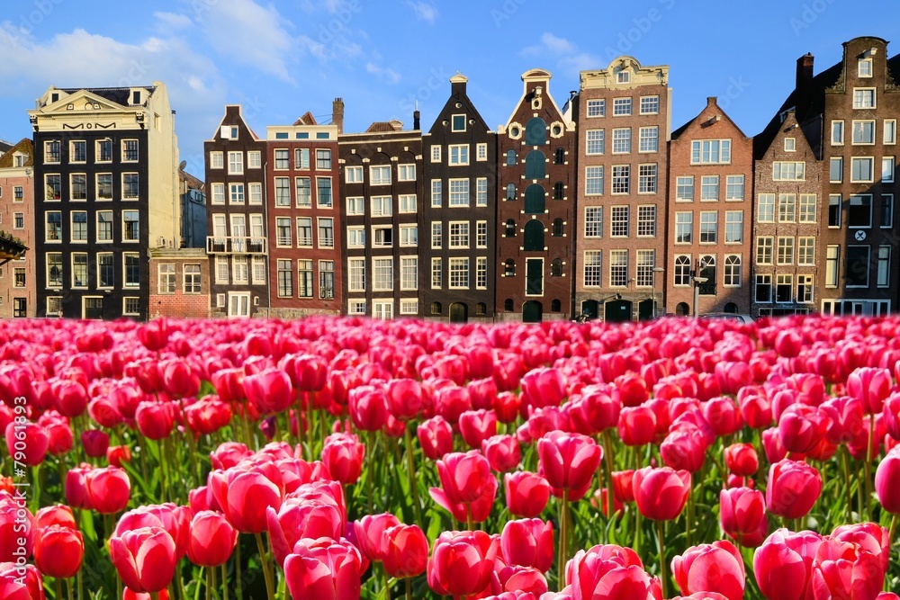 Vibrant pink tulips with canal houses of Amsterdam, Netherlands