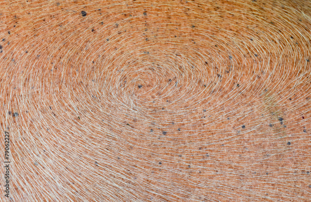 Fototapeta premium white buffalo skin texture