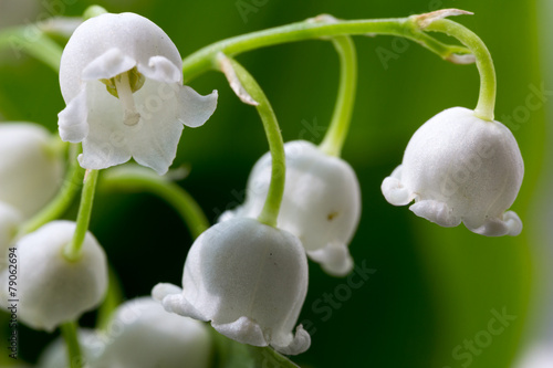 flower lily-of-the-valley  macro closeup
