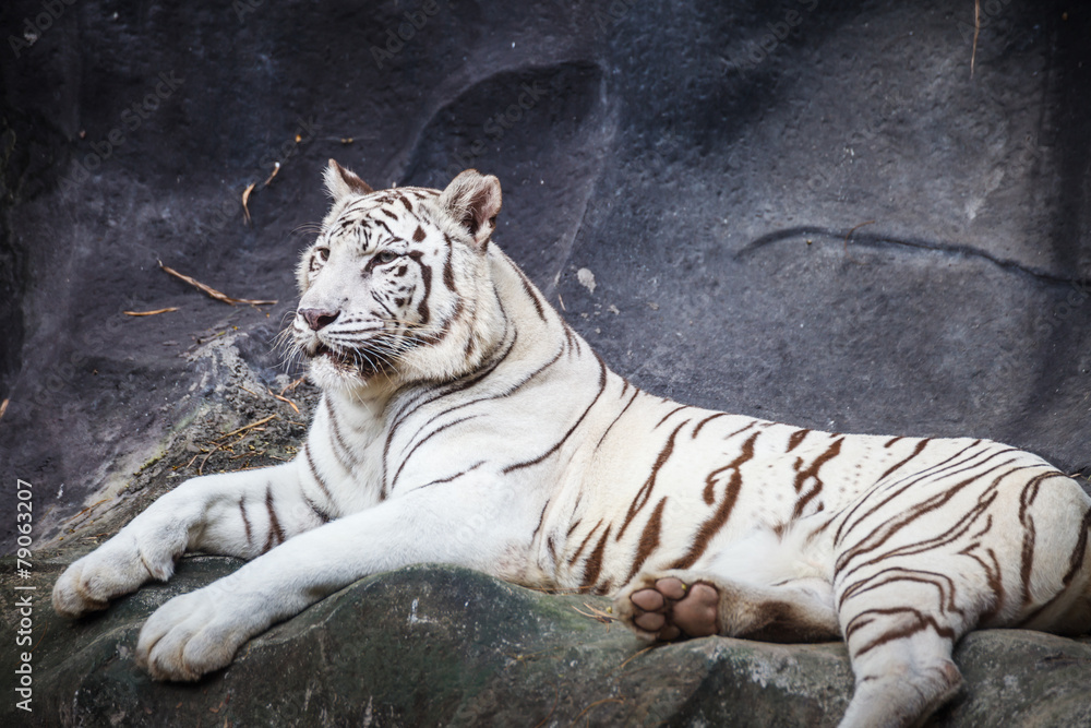 White bengal tiger, lying, relax, and watching on cliff White bengal tiger, lying, relax, and watching on cliff