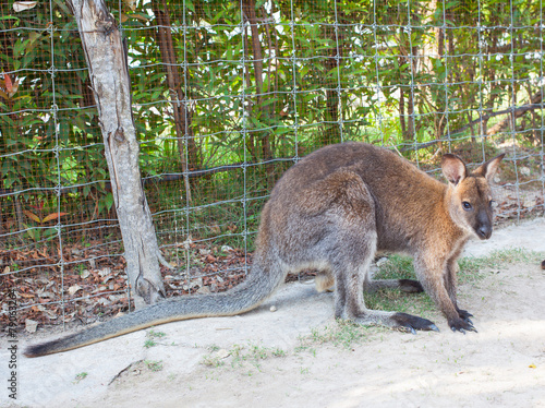 wallaby, small kangaroo