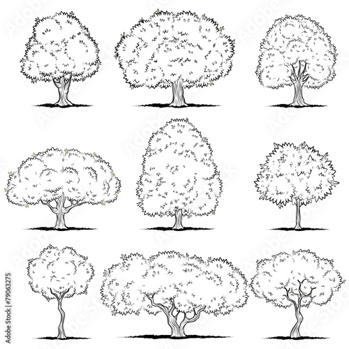 Set of deciduous trees. Line art
