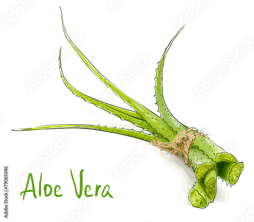 Aloe vera.