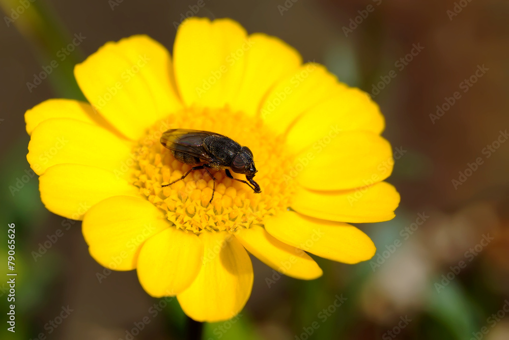 macro insect on yellow flower in japanese garden macro insect on yellow flower in japanese garden
