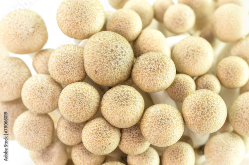 brown beech mushrooms or shimeji mushrooms © SKT Studio