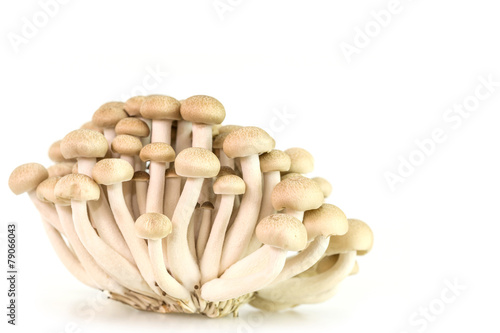 brown beech mushrooms or shimeji mushrooms