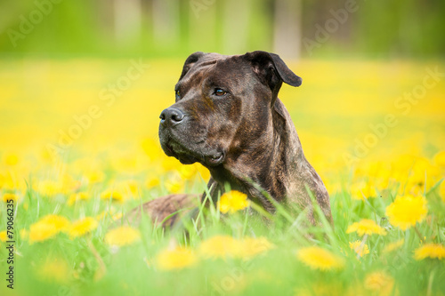 Portrait of american staffordshire terrier dog lying in flowers