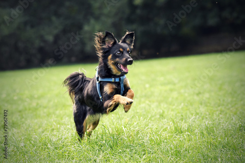 Mixed race dog running on green grass