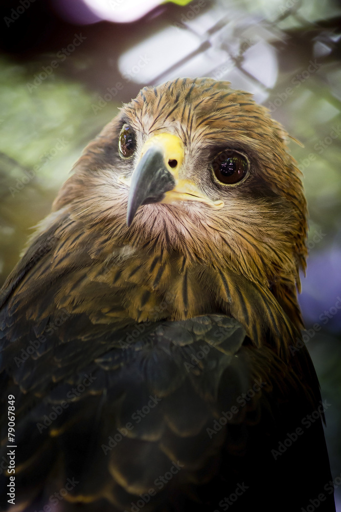Fototapeta premium Crested serpent-eagle