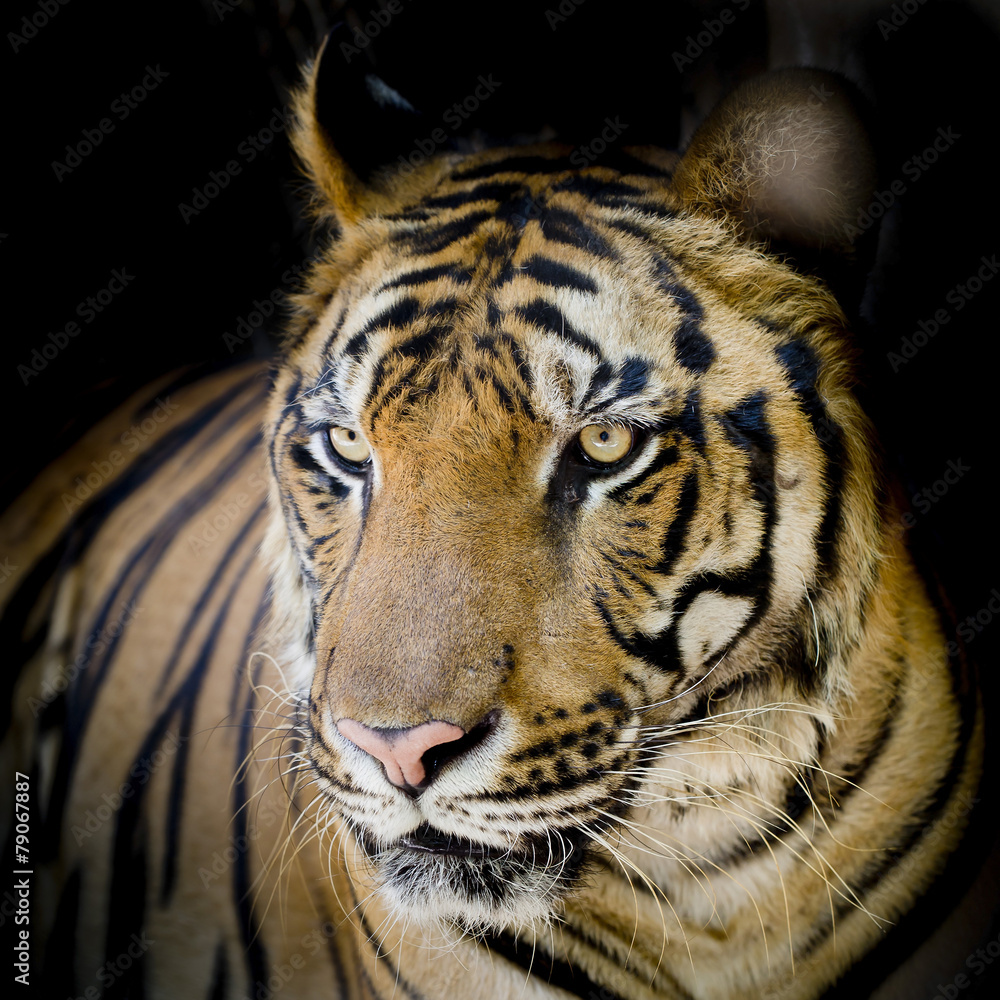 Fototapeta premium Close up tiger