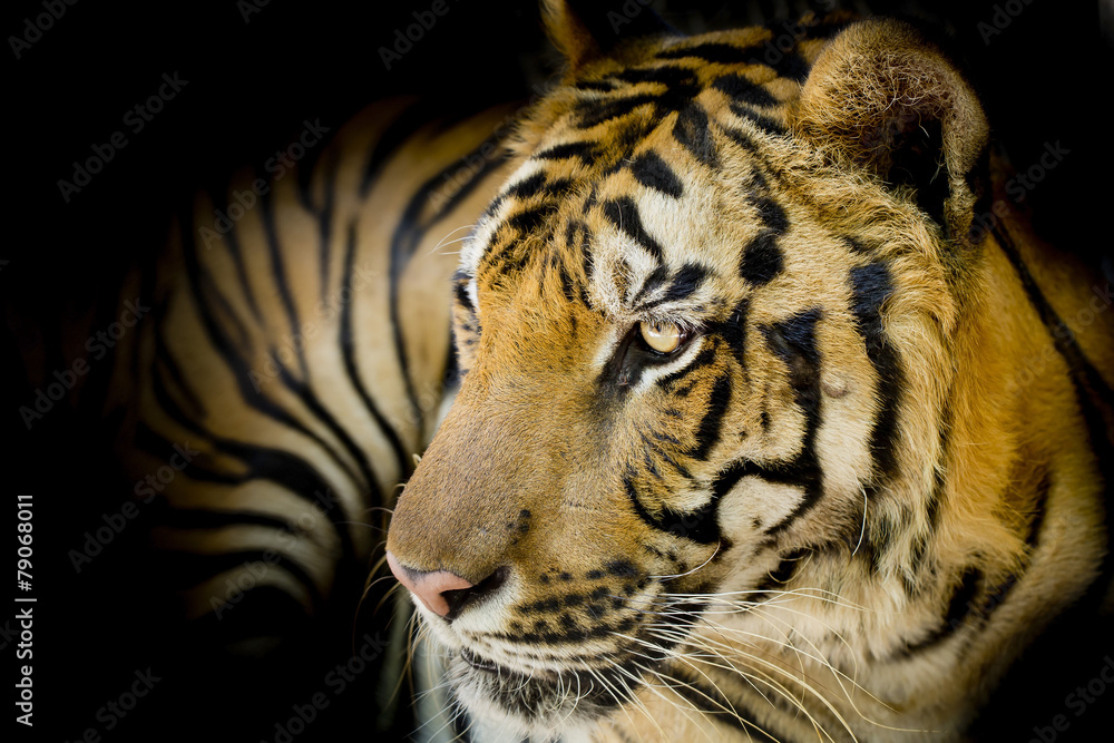 Naklejka premium Close up tiger