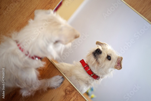 White puppy looking in the mirror