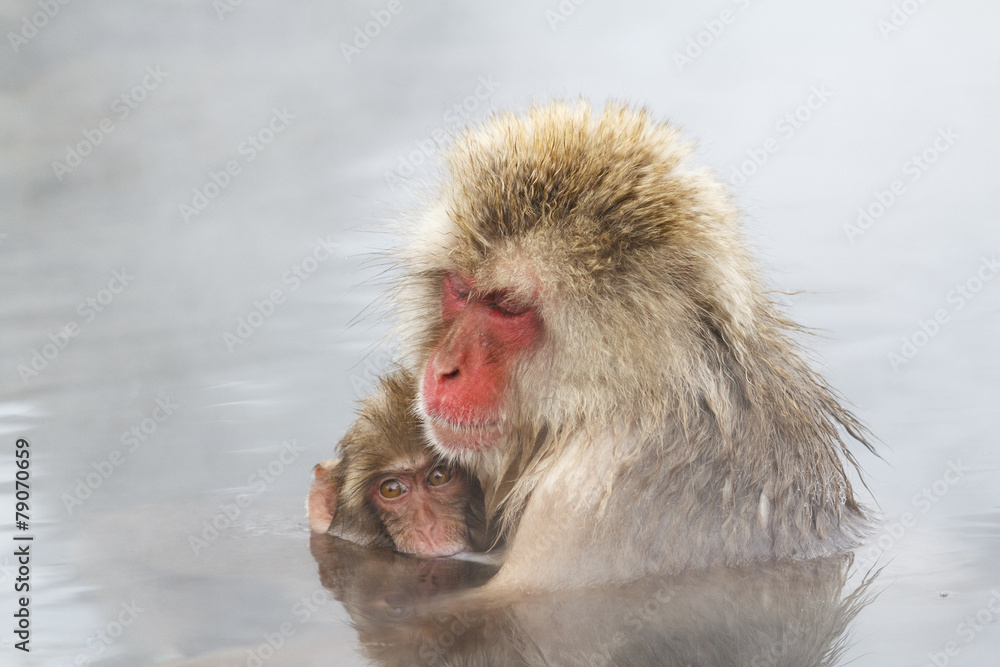 Fototapeta premium Snow monkey & baby in hot spring at the jigokudani monkey paerk