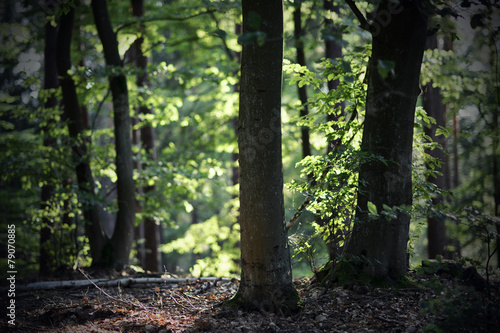 Backlit forest