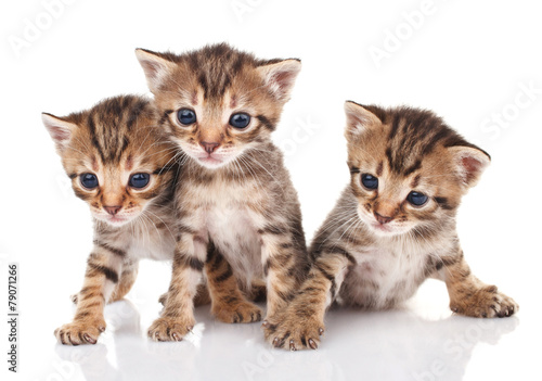 Fototapeta Naklejka Na Ścianę i Meble -  beautiful  tabby kittens