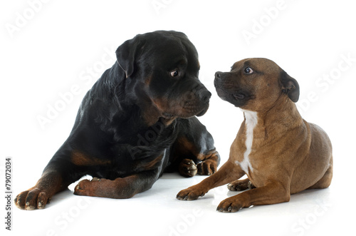 Staffordshire bull terrier and rottweiler