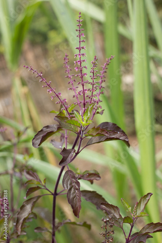Holy Basil (Ocimum sanctum)