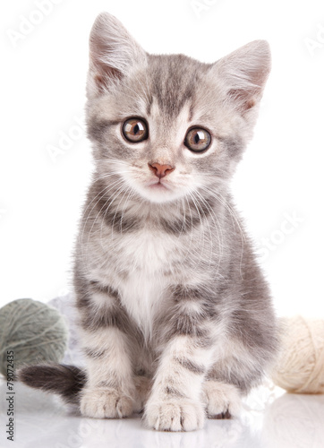 cute gray kitten