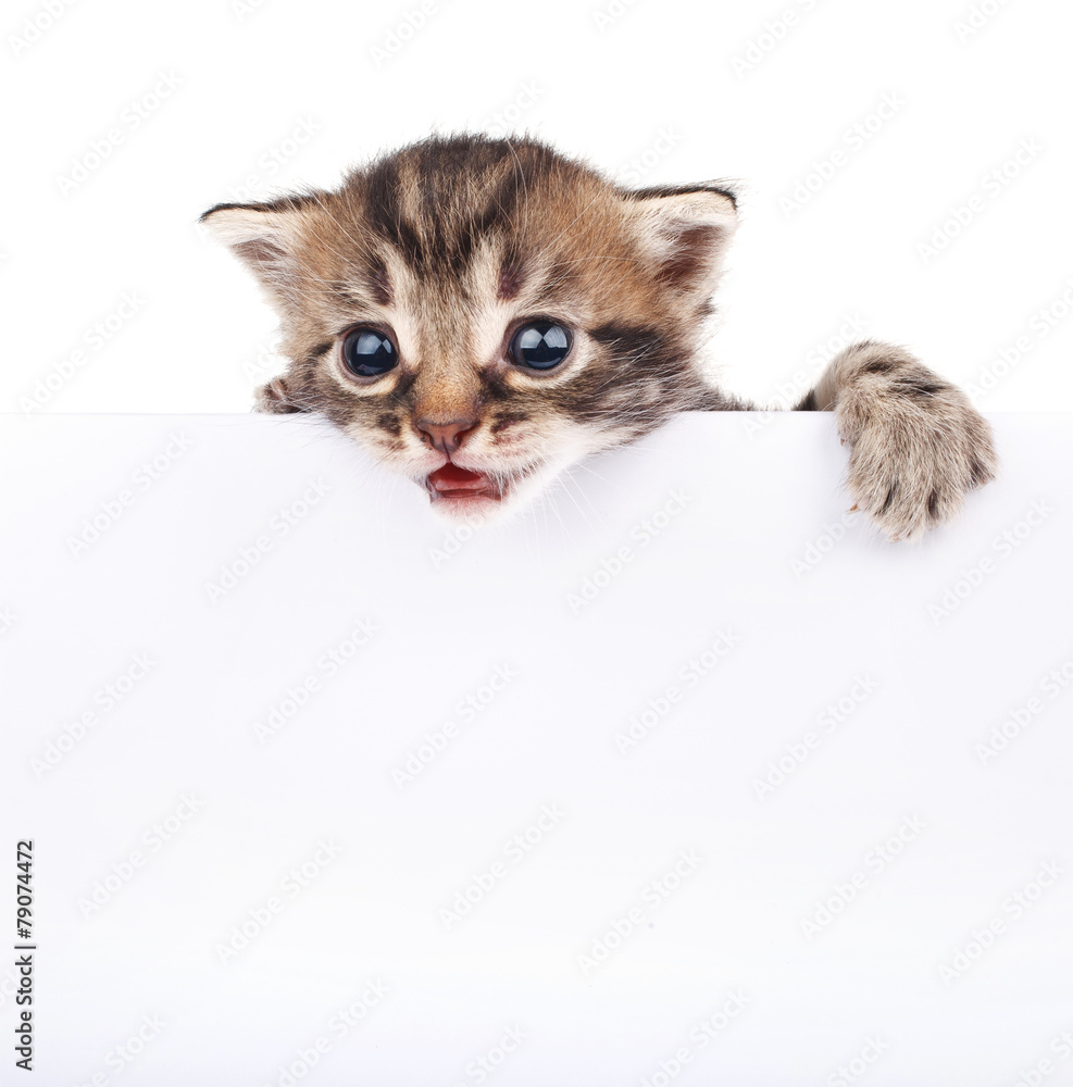 kitten behind white signboar kitten behind white signboar