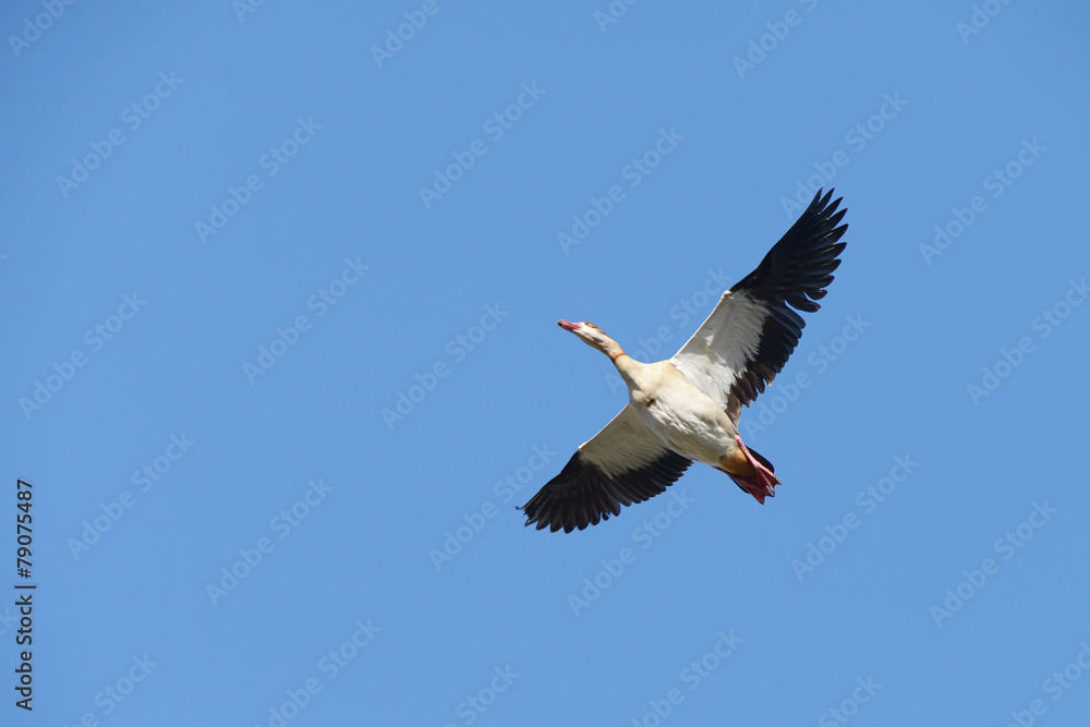 Egyptian Goose, Alopochen aegyptiaca Egyptian Goose, Alopochen aegyptiaca