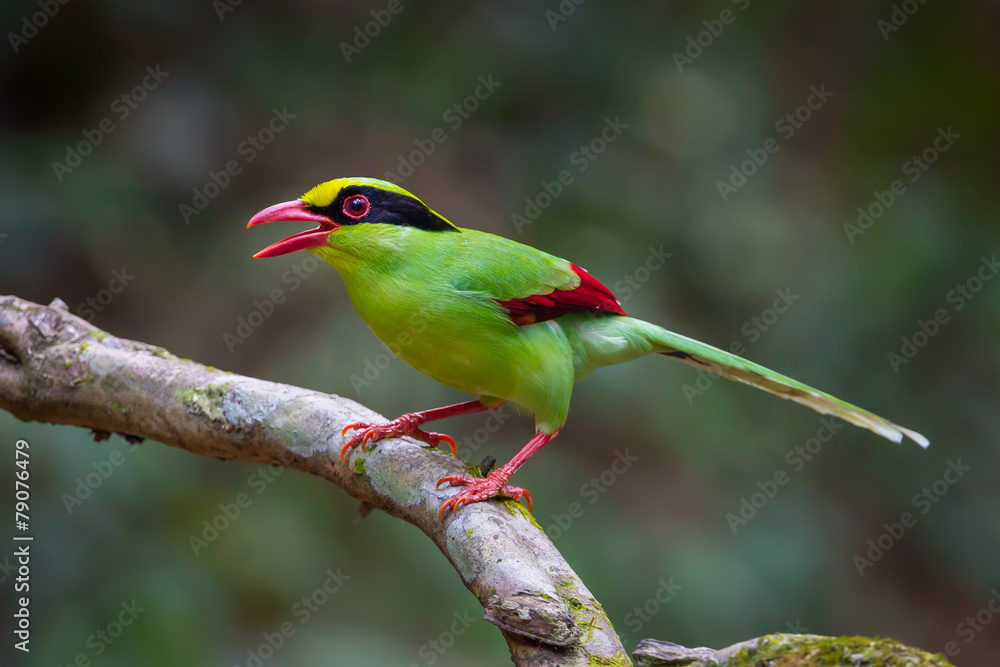 Portrait of Common green magpie(Cissa chinensis) on the tree Portrait of Common green magpie(Cissa chinensis) on the tree