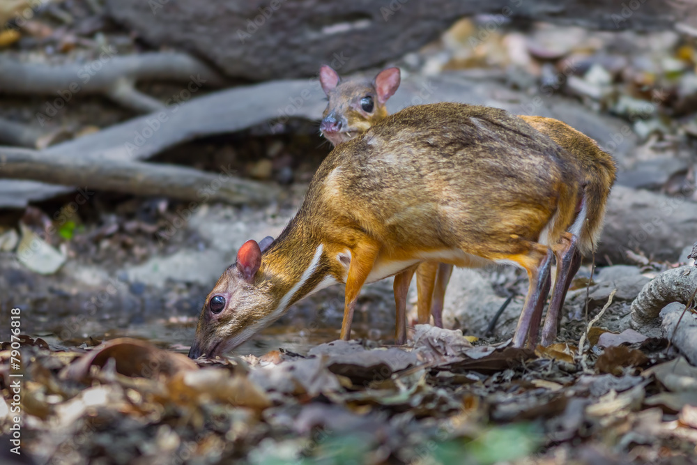 Obraz premium Male and Female Lesser Mouse Deer drinking water in nature