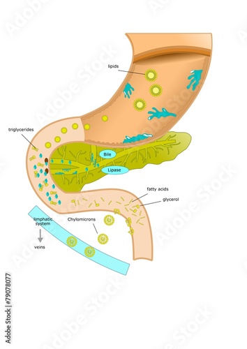 digestione e assorbimento lipidi