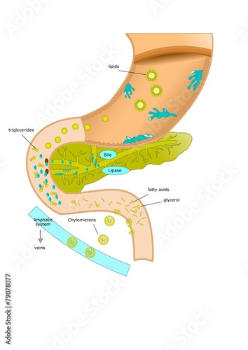 digestione e assorbimento lipidi photo