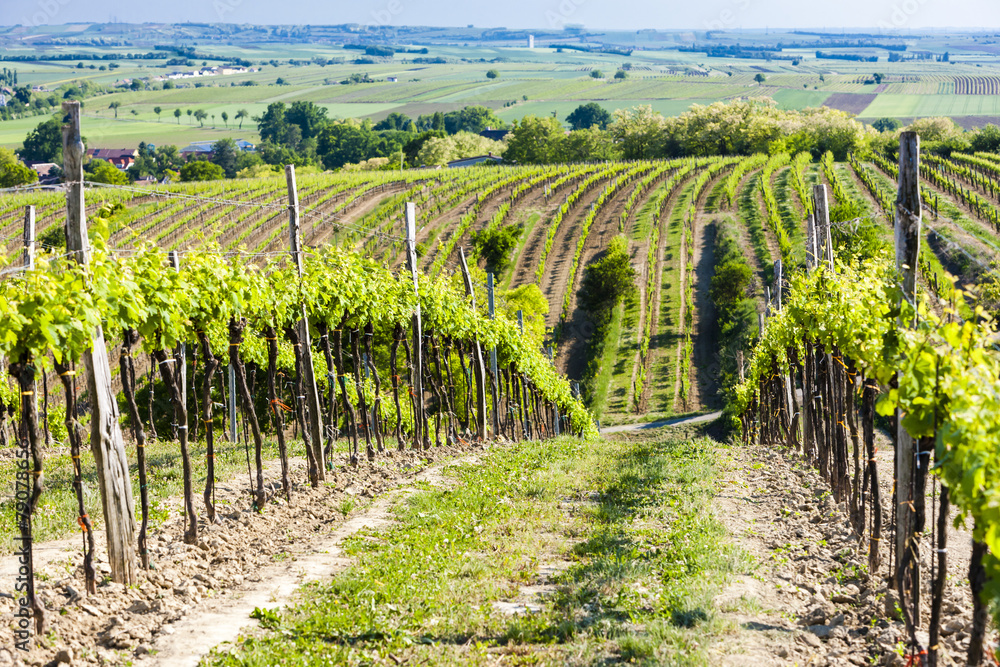 view of vineyard near Unterretzbach, Lower Austria, Austria