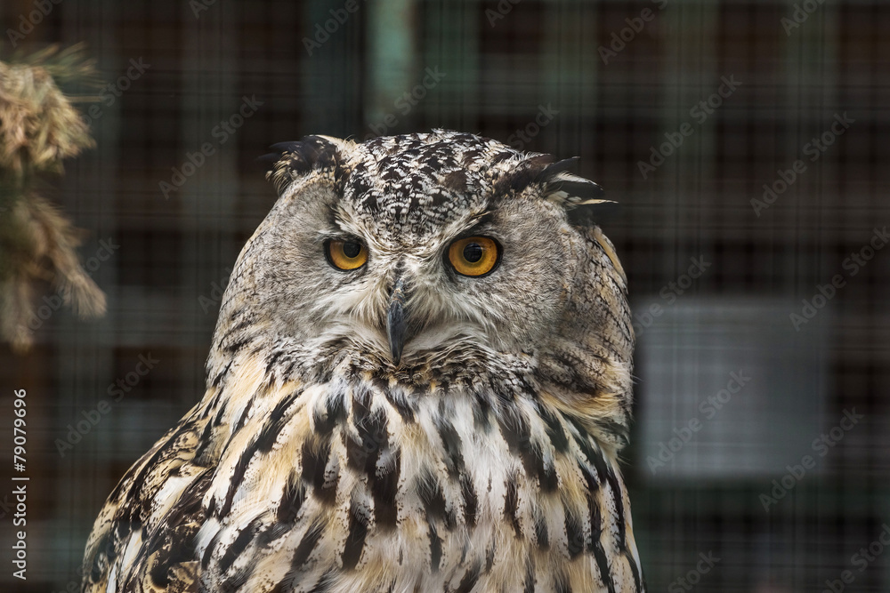 Eagle owl Eagle owl