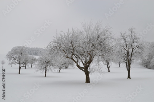 vereiste Apfelbäume im Winter