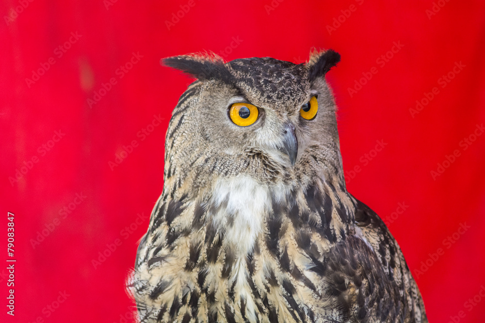 Obraz premium Puchacz zwyczajny (Bubo bubo)