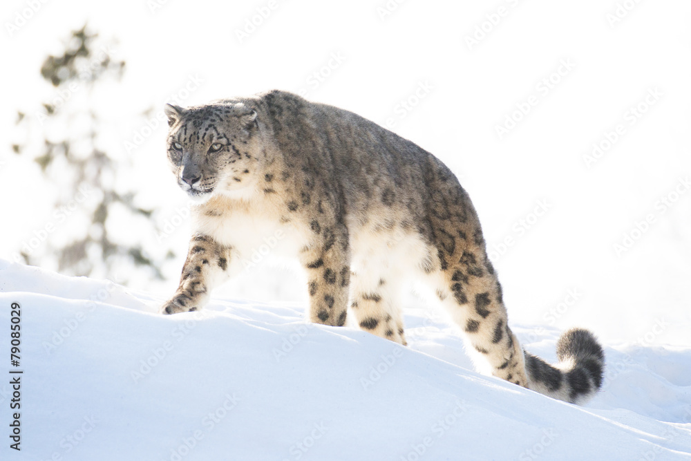 Fototapeta premium Snow leopard in the winter