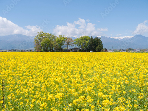菜の花畑