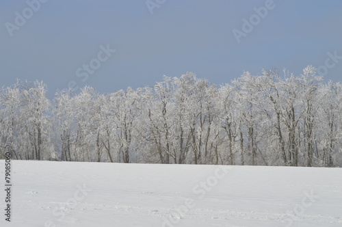 schneeweißer Wald im Winter