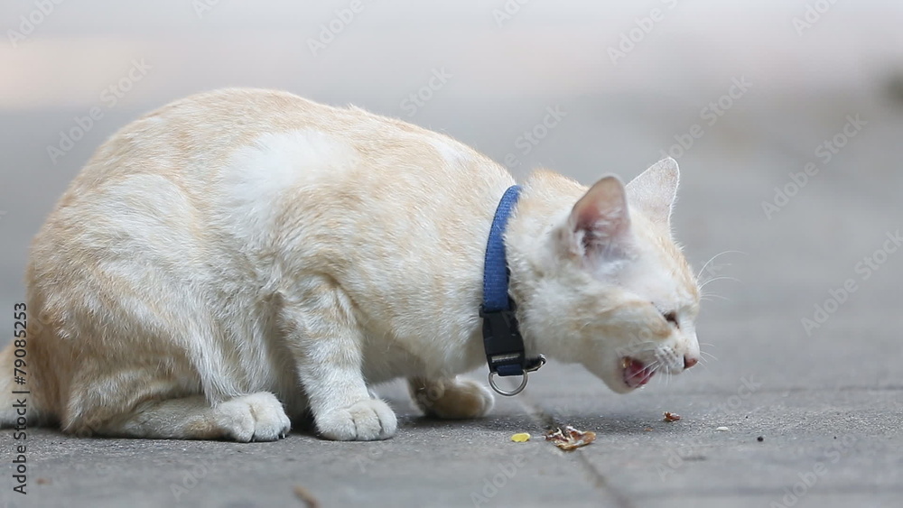 Yellow Alley Cat eating canned food on a sidewalk. Yellow Alley Cat eating canned food on a sidewalk.