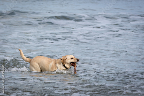 Labrador Running Through water
