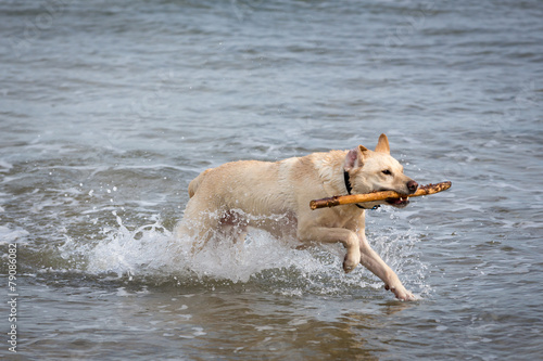 Labrador Running Through water © dazb75