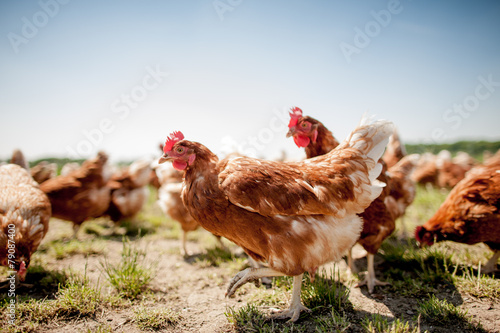 chicken on traditional free range poultry