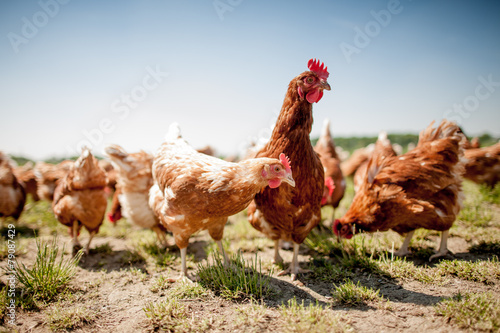 Tableau sur toile chicken on traditional free range poultry