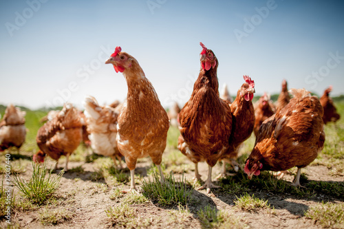 Photo chicken on traditional free range poultry