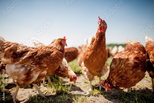 chicken on traditional free range poultry