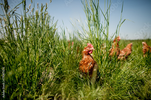 chicken on traditional free range poultry