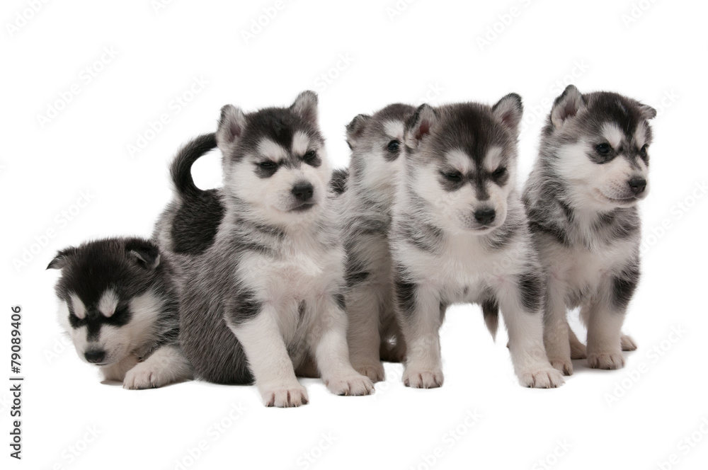 Fototapeta premium Sechs Siberian Husky Welpen