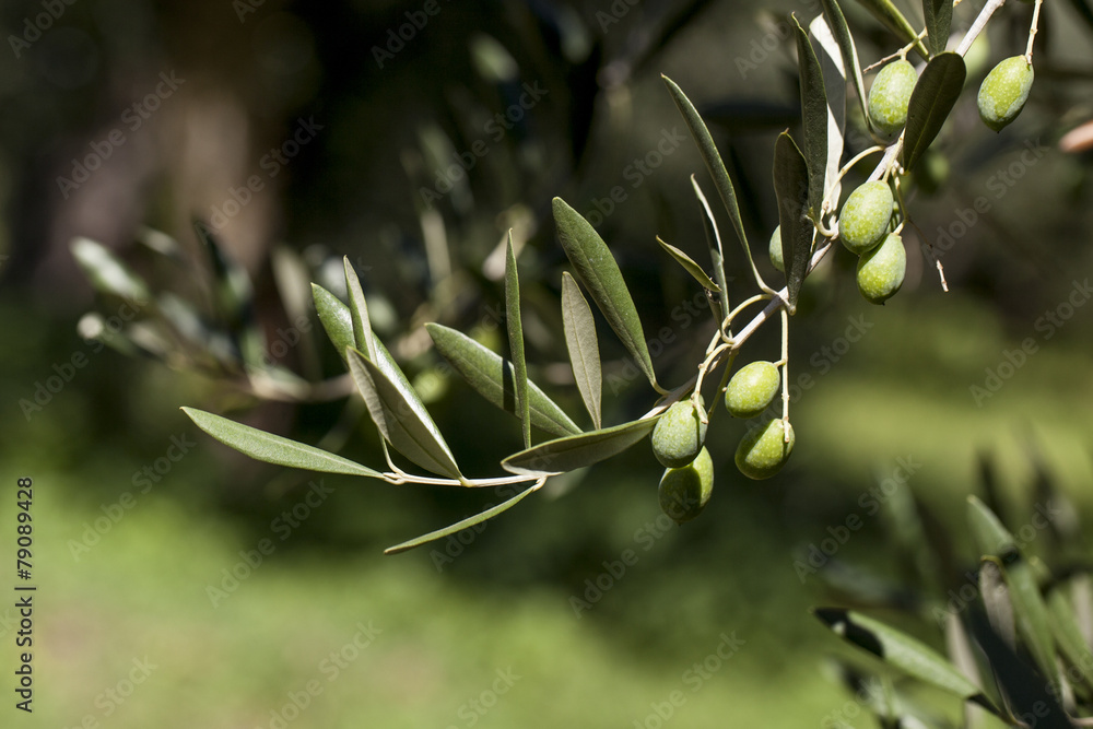 olivo